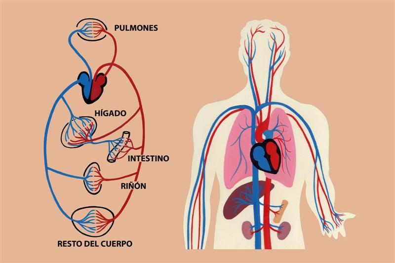 Esquema de la circulación mayor y menor