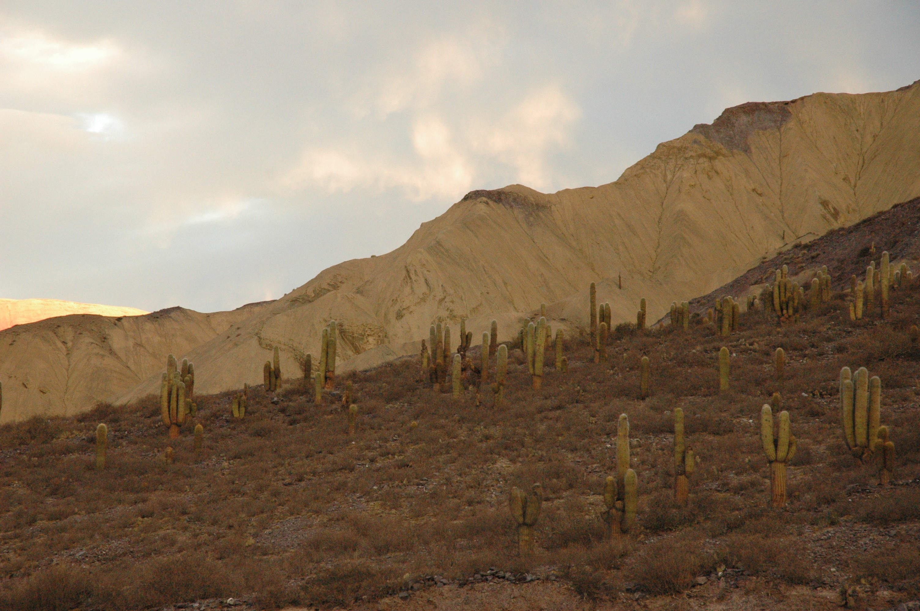 Cerro y cardones en Jujuy