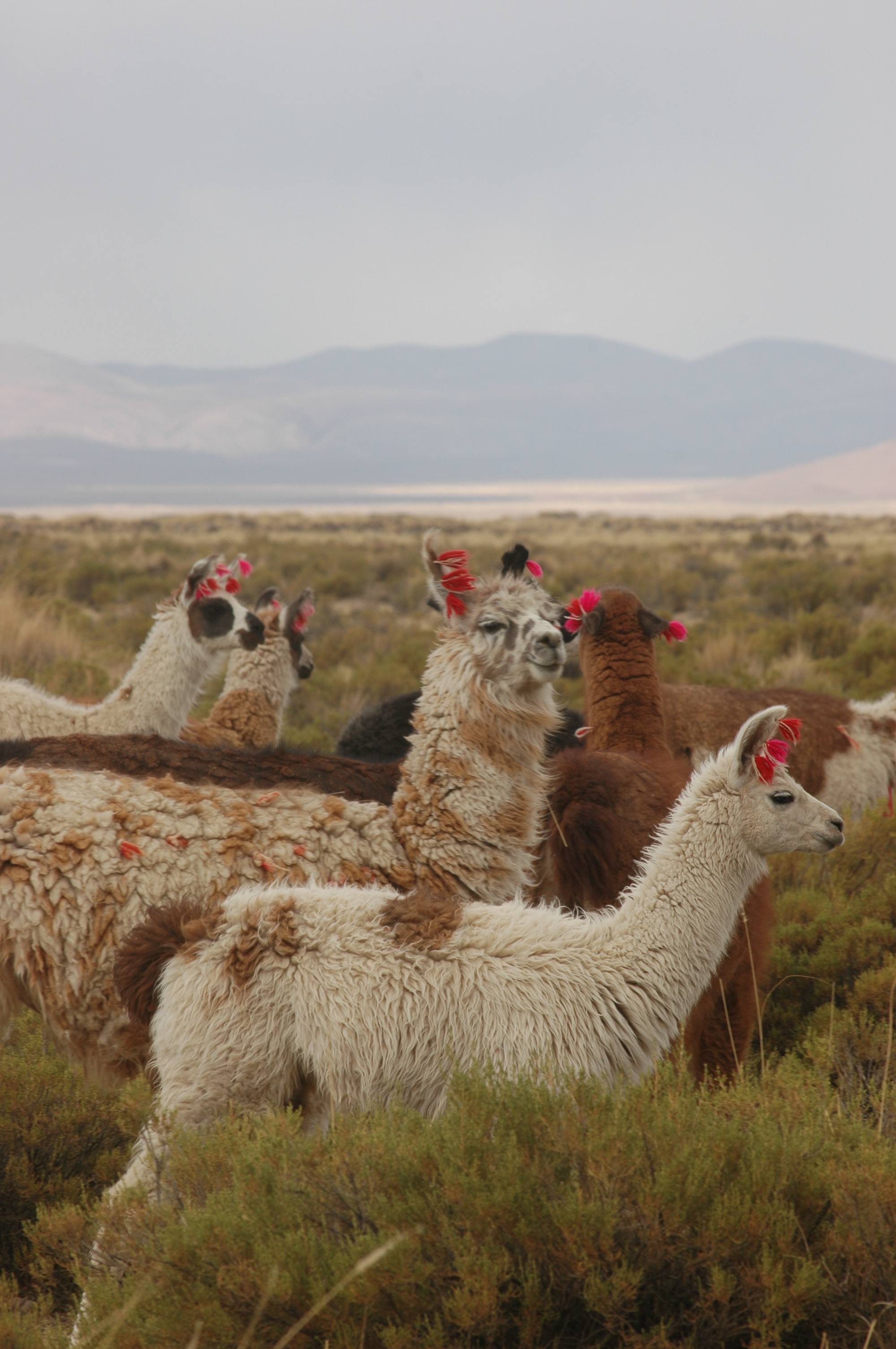 Llamas  en la Puna