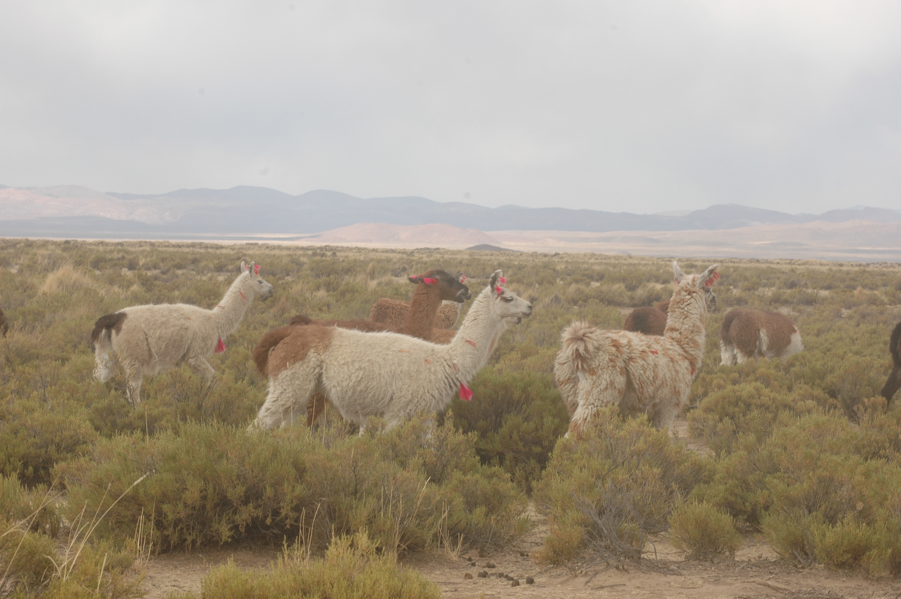 Llamas en la Puna