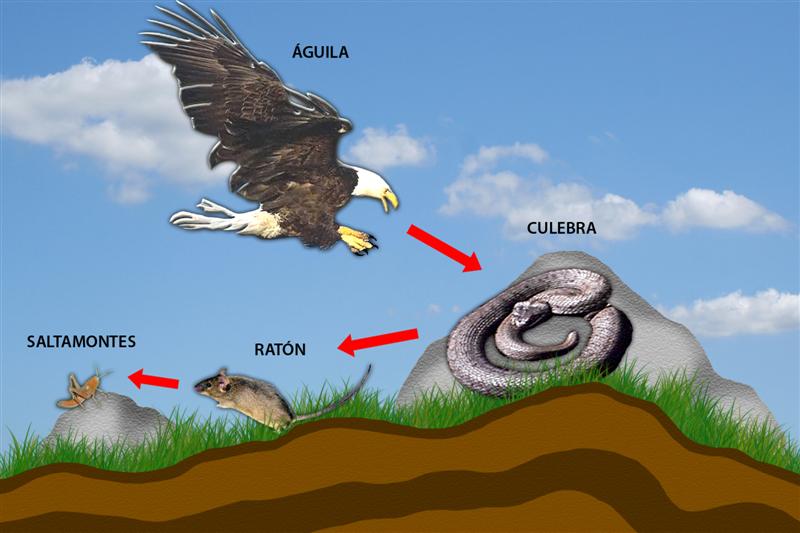 Cadena alimenticia