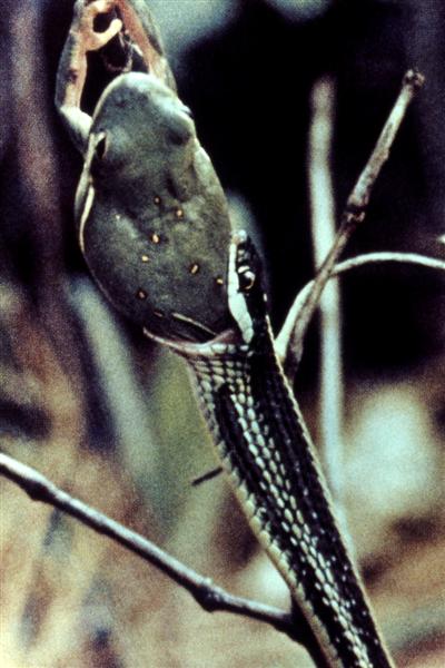 Serpiente comiéndose una rana