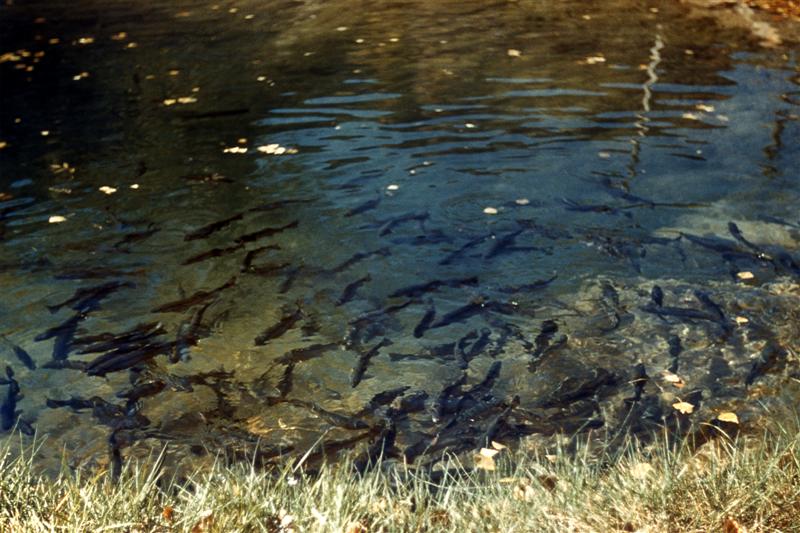 Peces de agua dulce