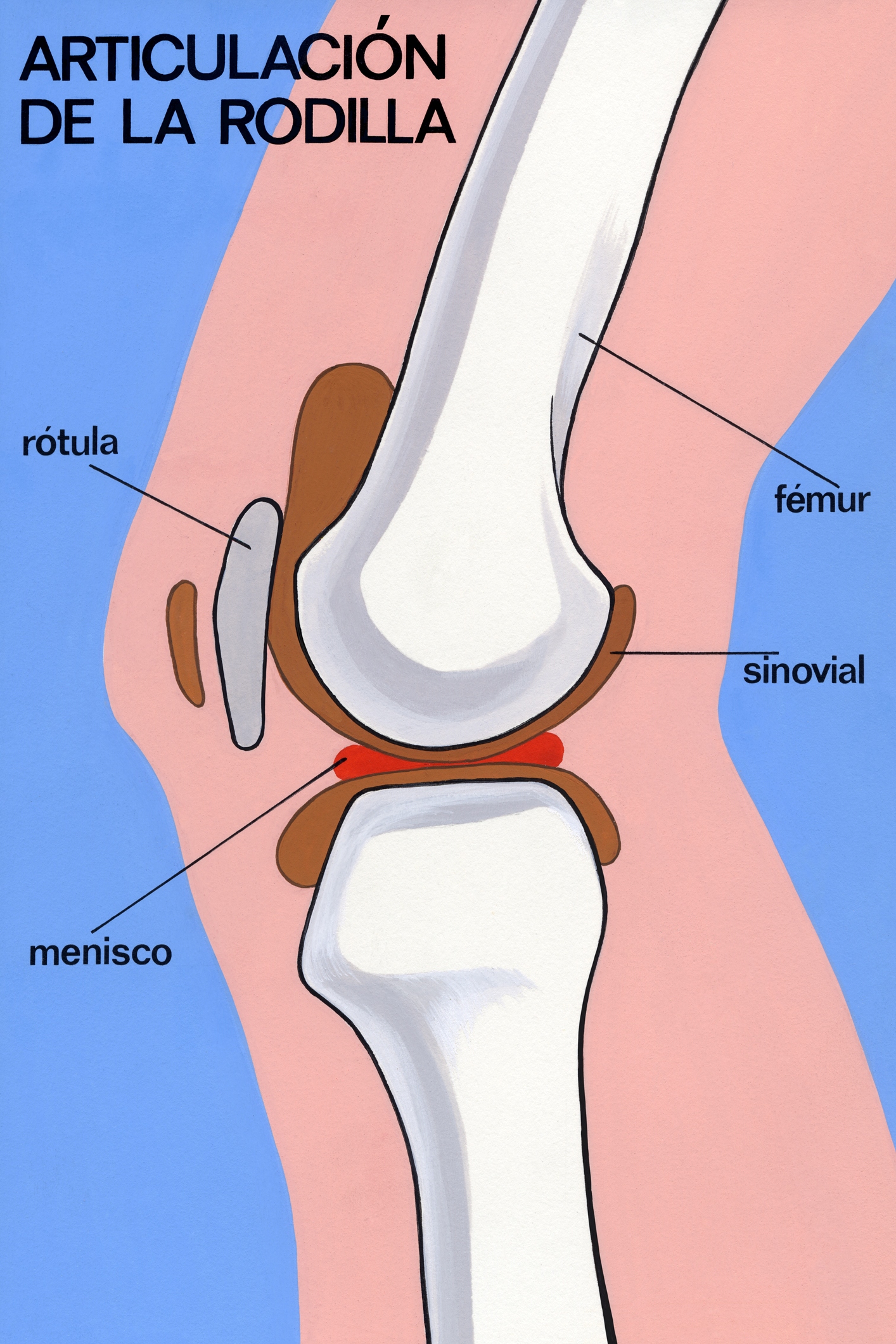 Articulación de la rodilla