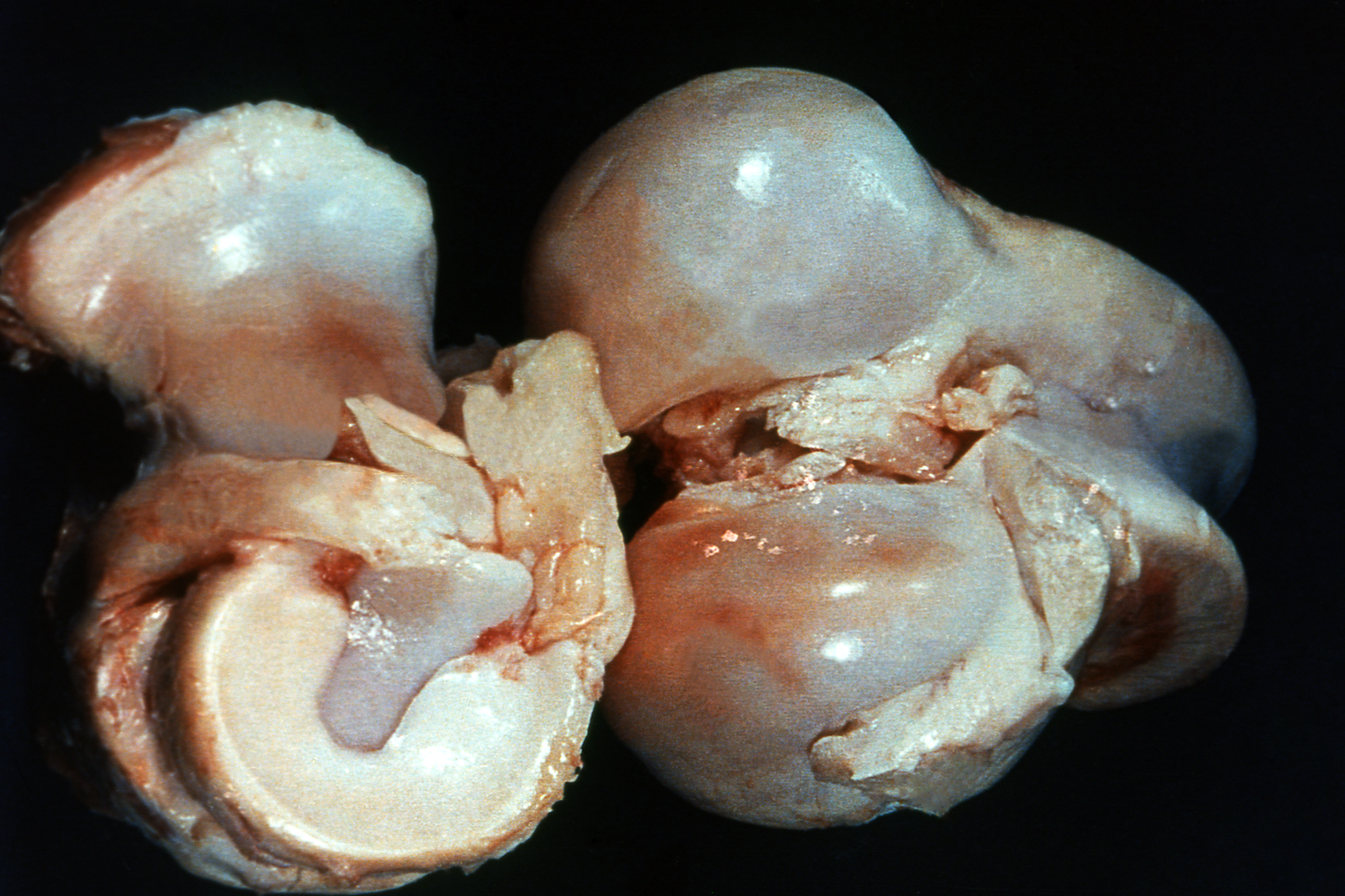Articulación de un buey