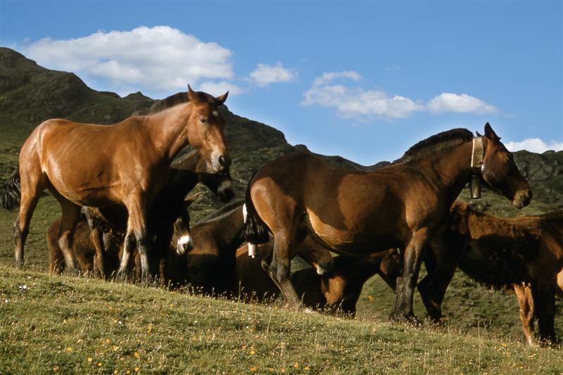 Caballos