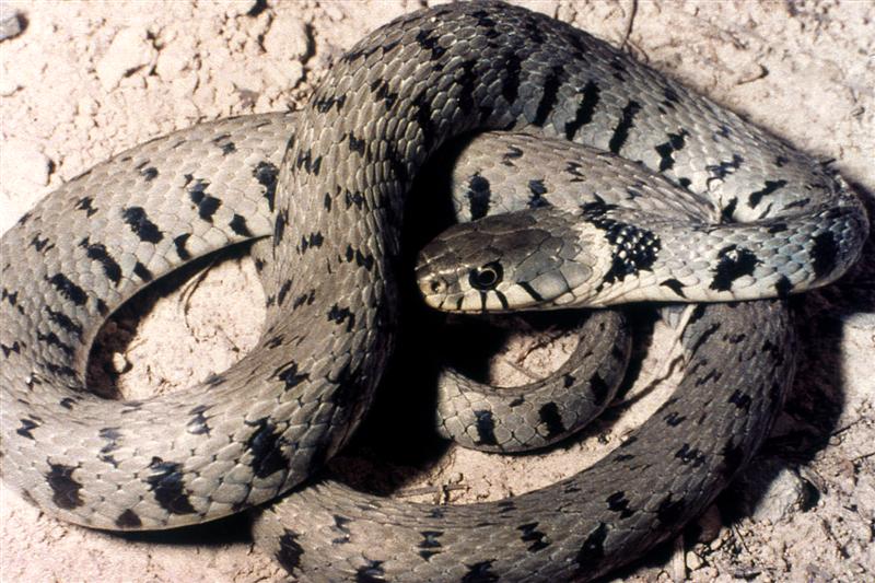 Serpiente natrix