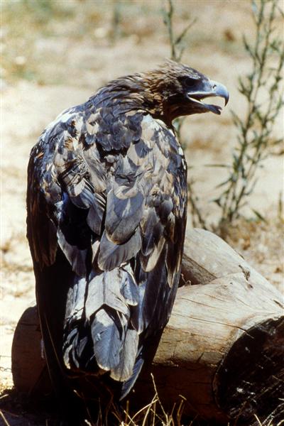 Águila