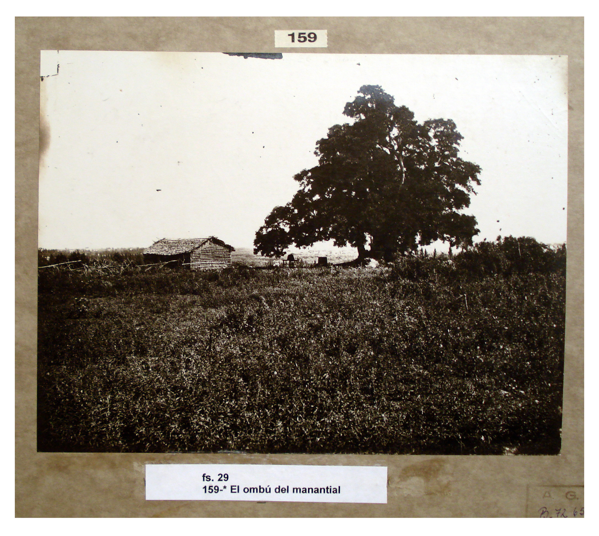 El ombú del manantial