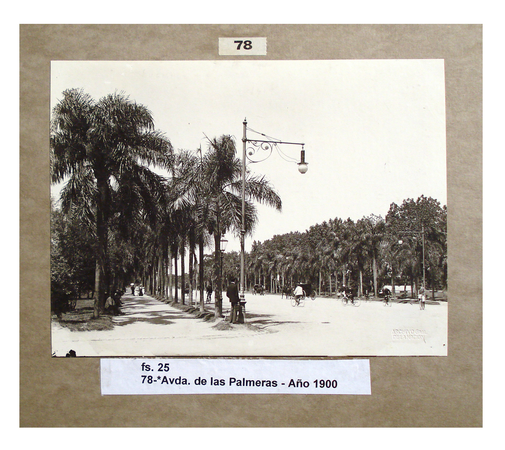 Avenida de las Palmeras