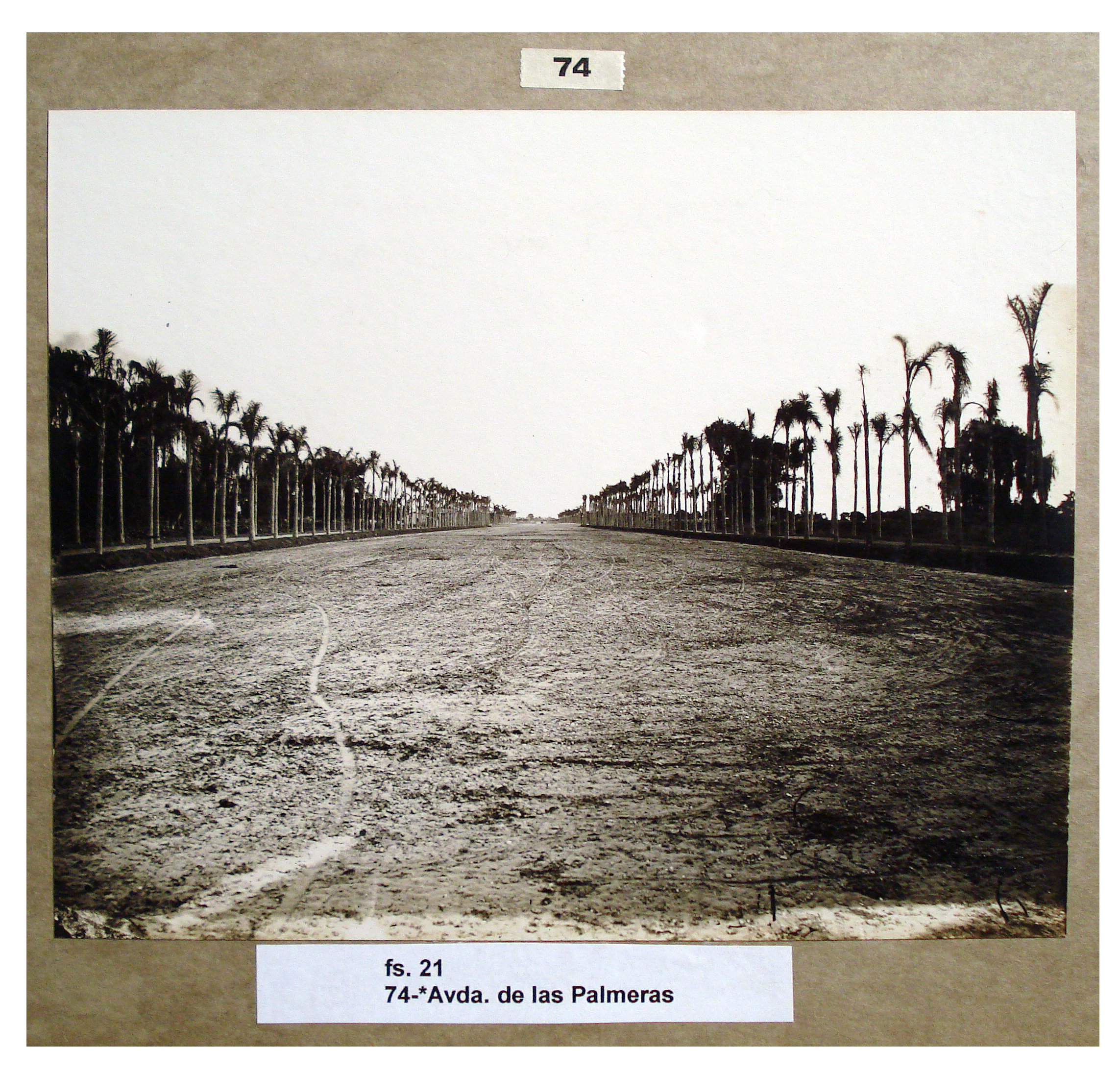 Avenida de las Palmeras