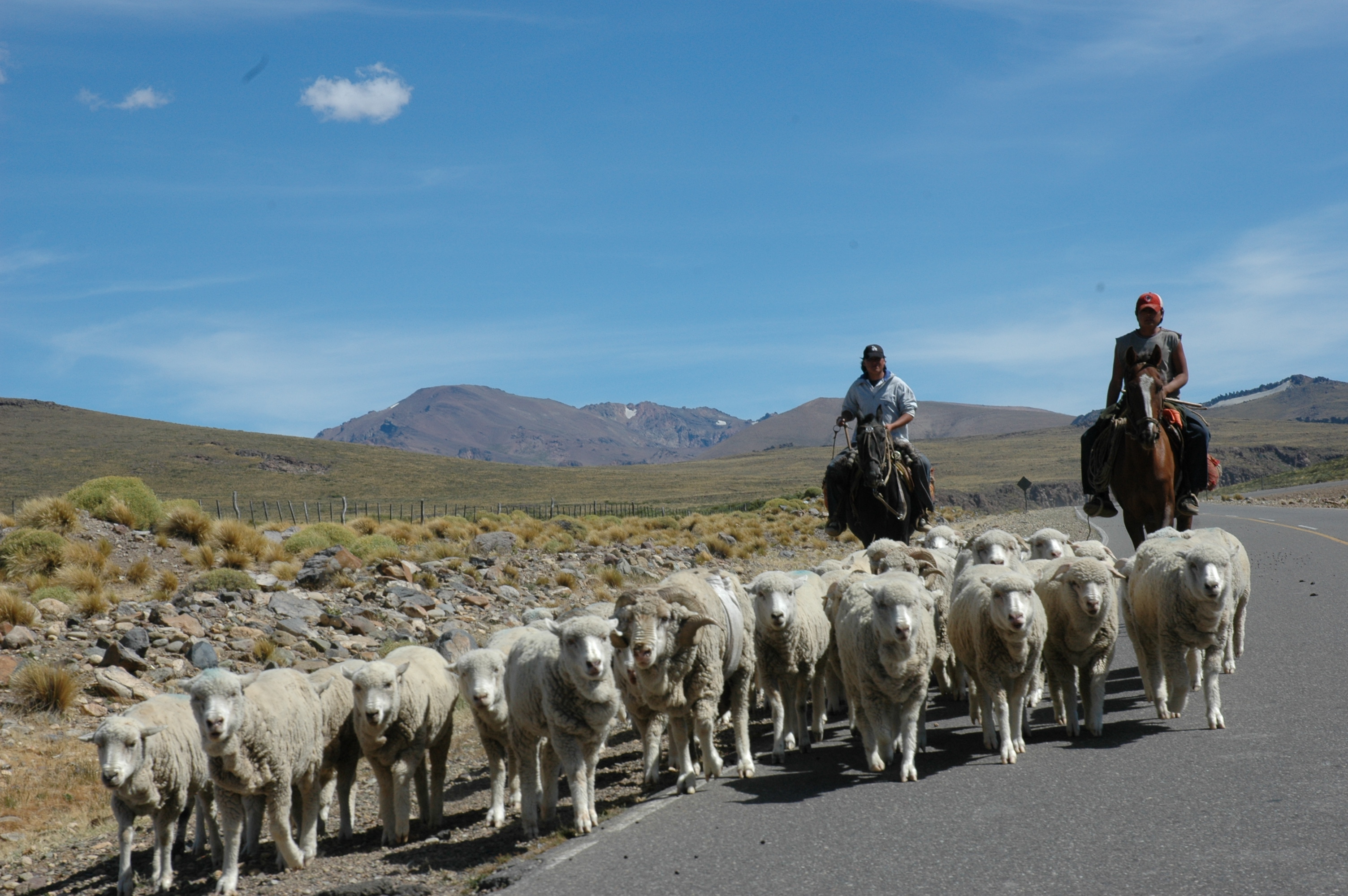 Ovejas en la ruta