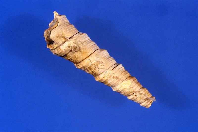 Turritella. Mioceno
