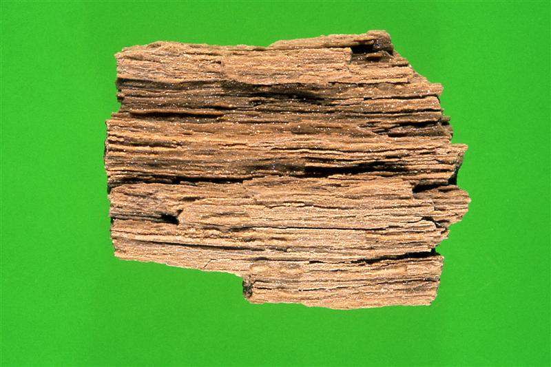 Madera fosilizada. Mioceno