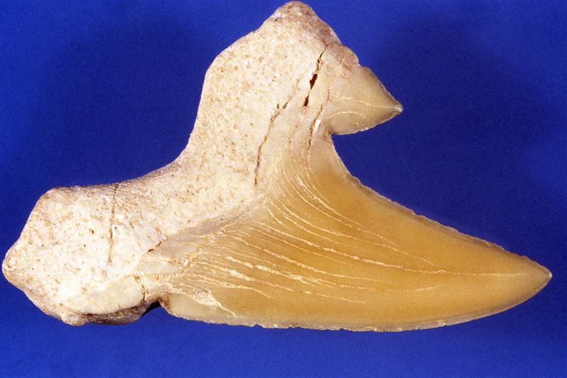Diente de tiburón. Eoceno