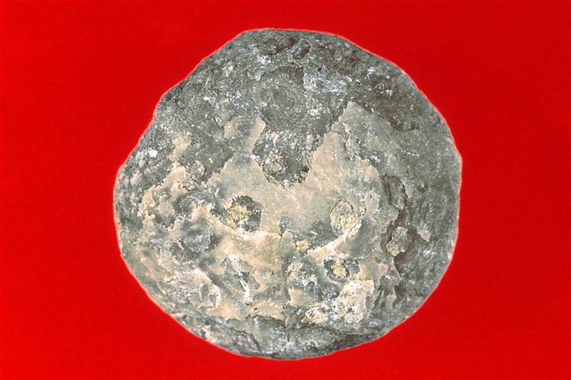 Nummulites.Eoceno