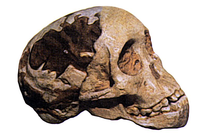 Australopithecus