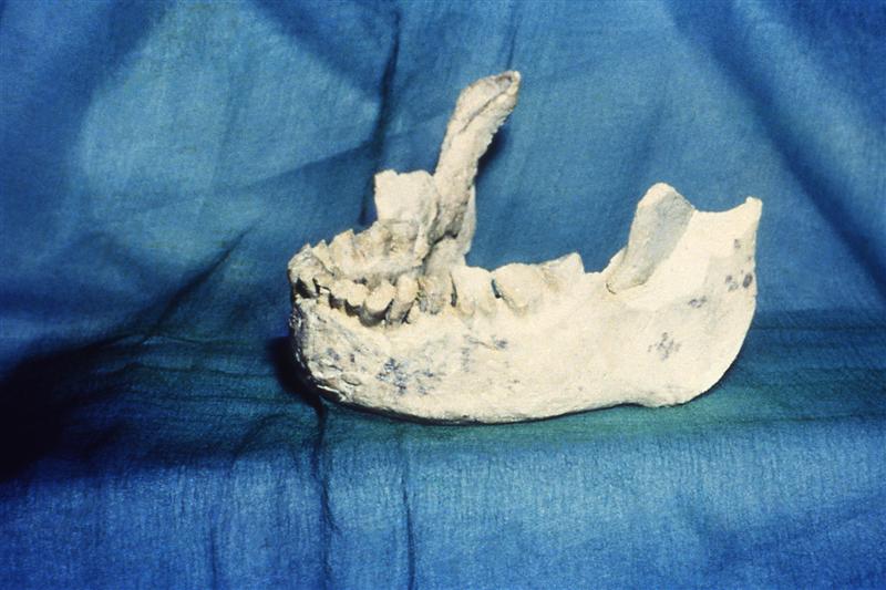 Homo neanderthalensis