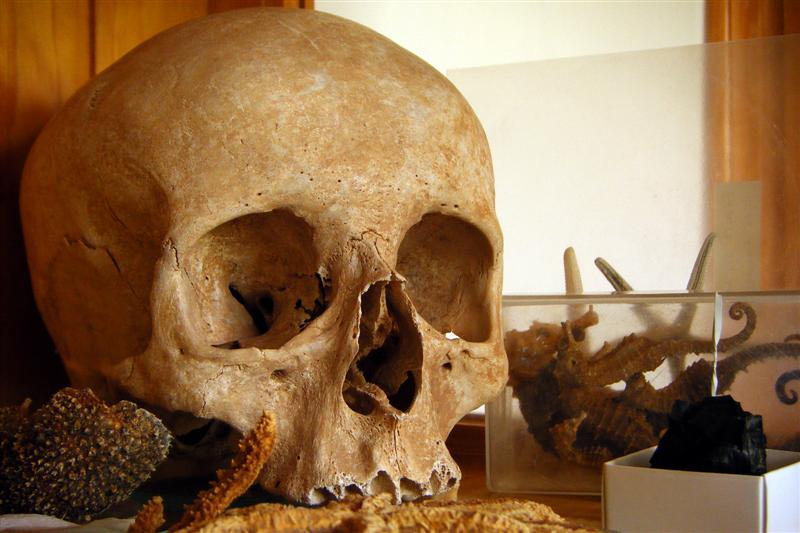 Homo sapiens