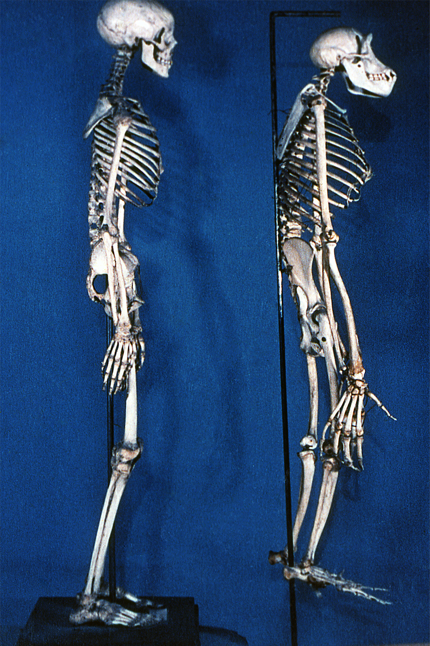 Esqueleto del hombre y del chimpancé
