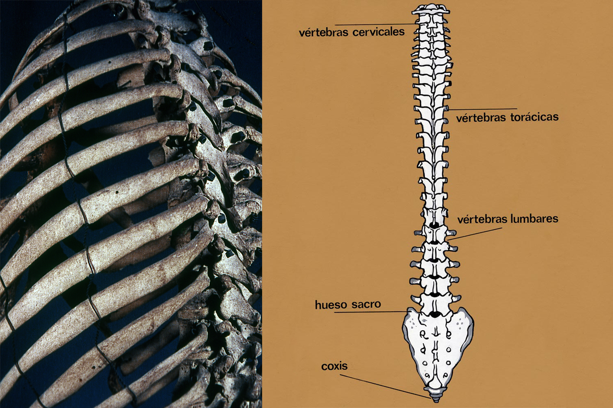 Columna vertebral