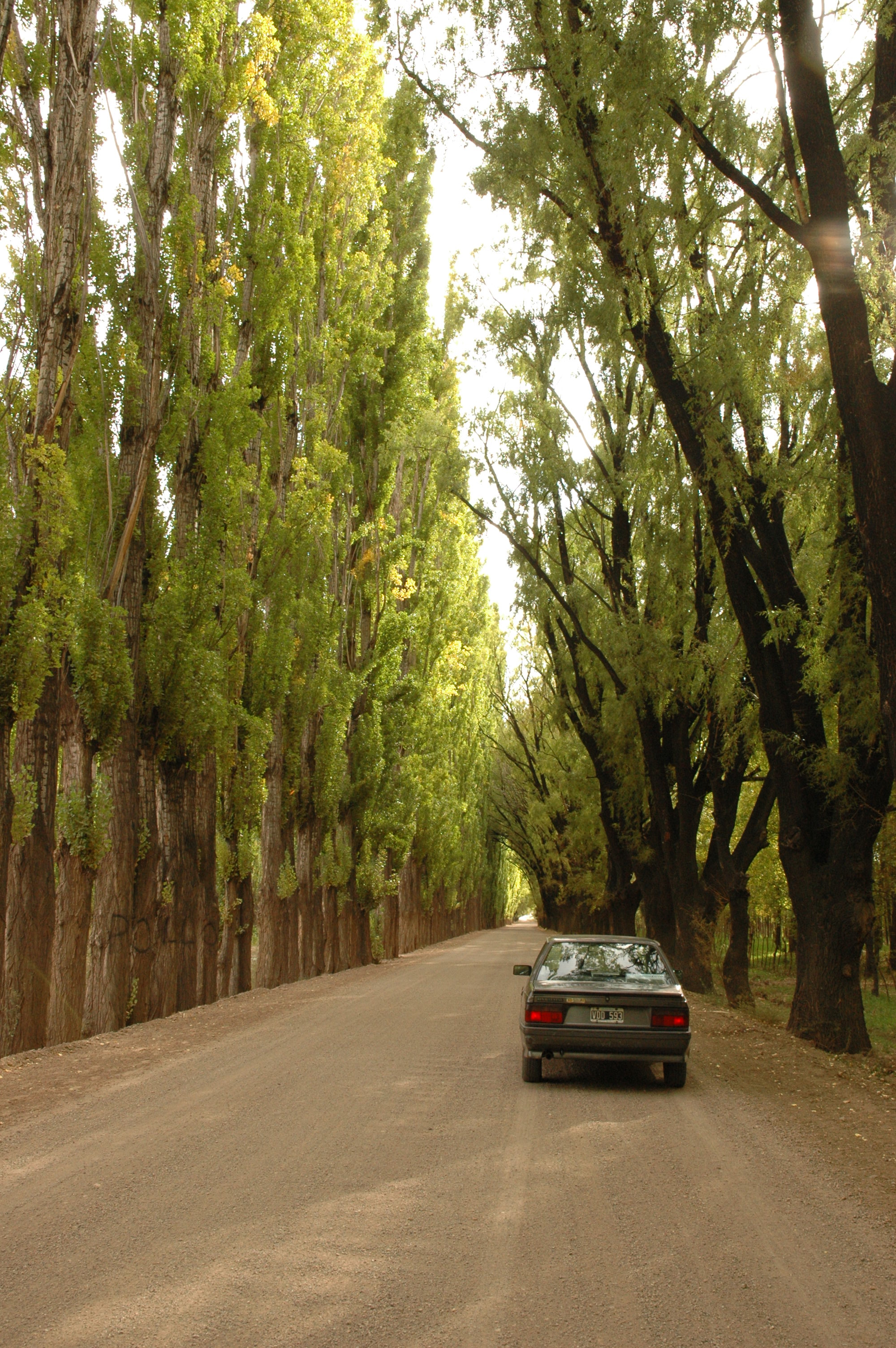 Paisaje de  Mendoza