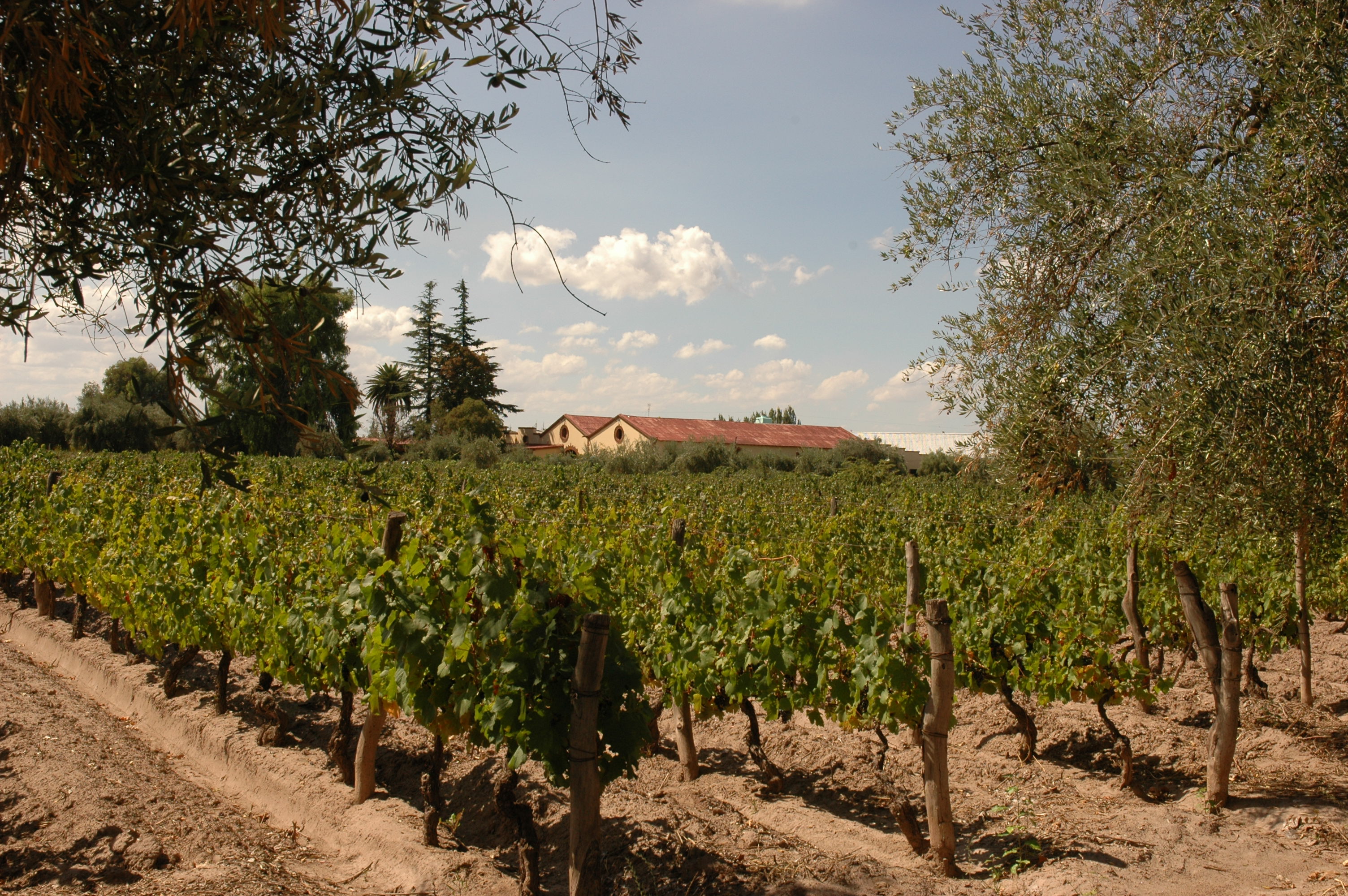 Viñedo en una bodega mendocina