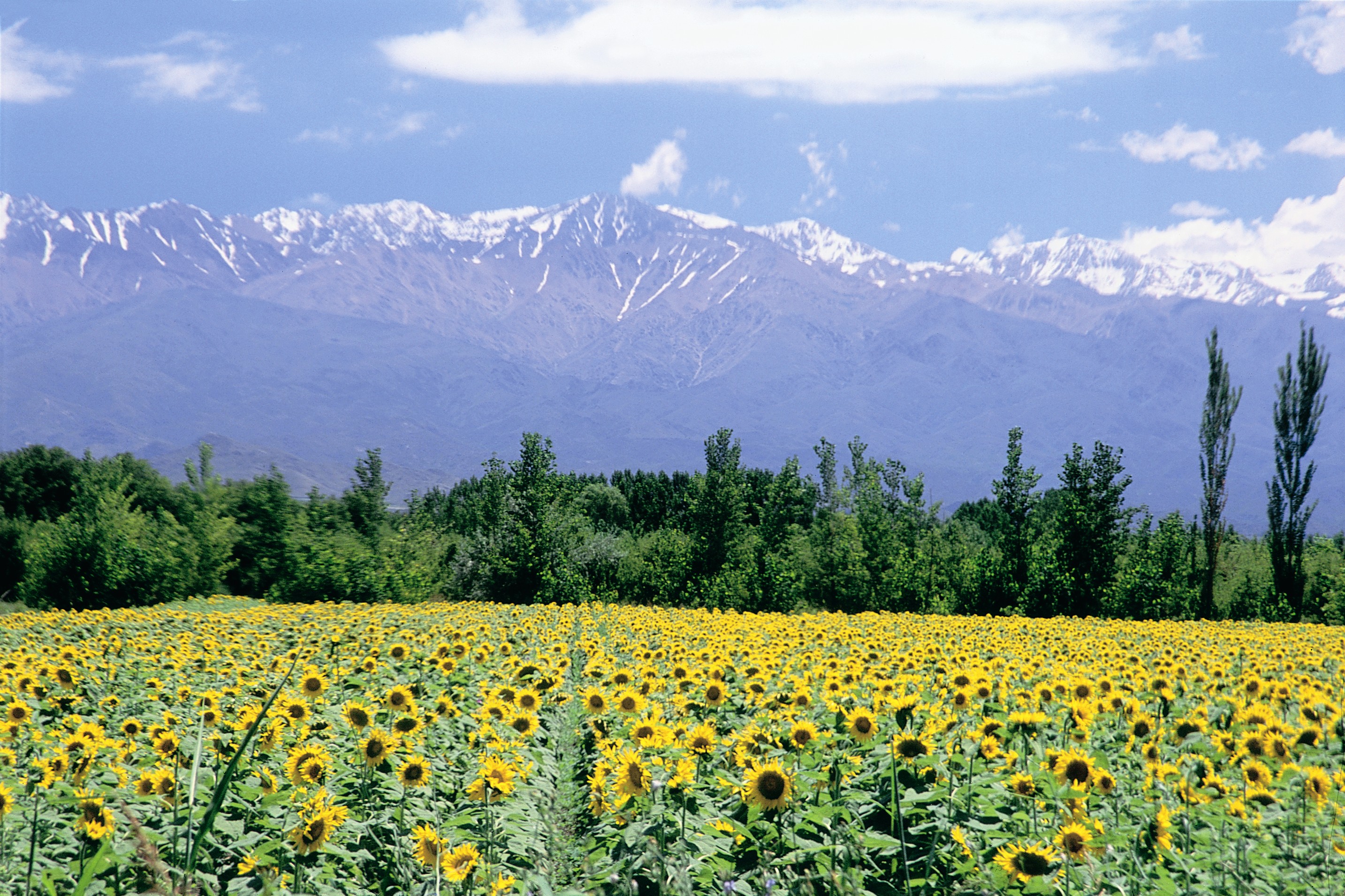 Girasoles en Mendoza