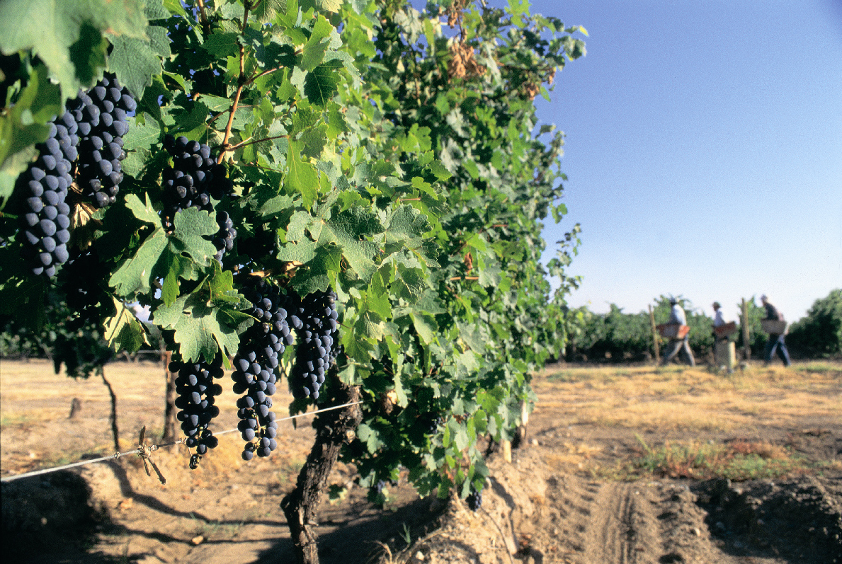 Viñedo con racimos