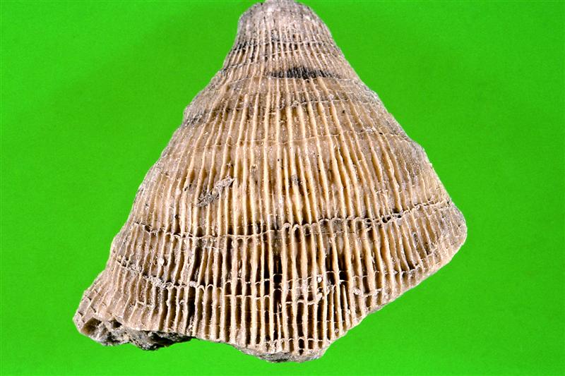 Placosmilia Vidali. Cretácico