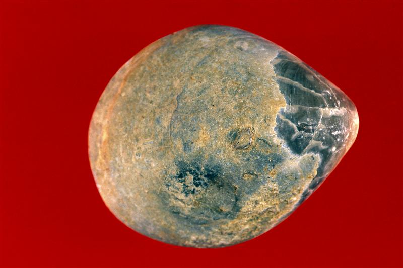 Terebratula. Jurásico