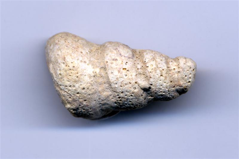 Palecípido. Cretácico