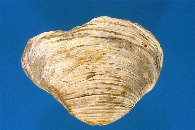 Corbicula. Cretácico