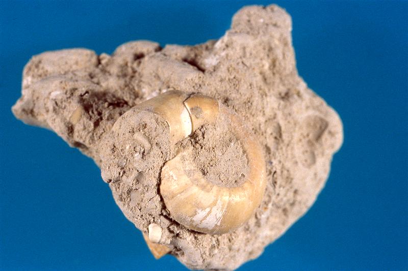 Ammonites. Jurásico