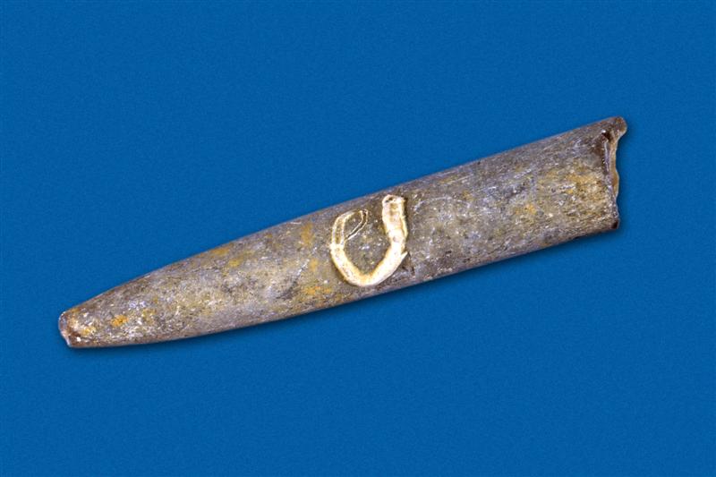 Belemnites. Jurásico