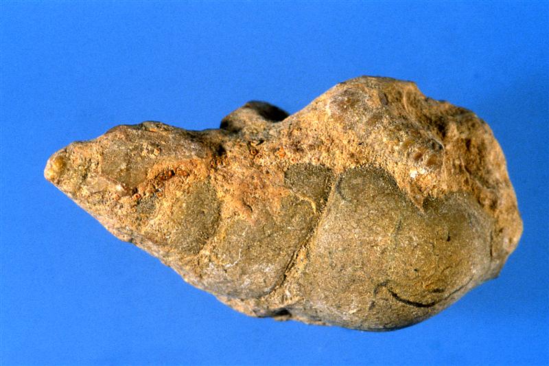 Gasterópodo. Cretácico