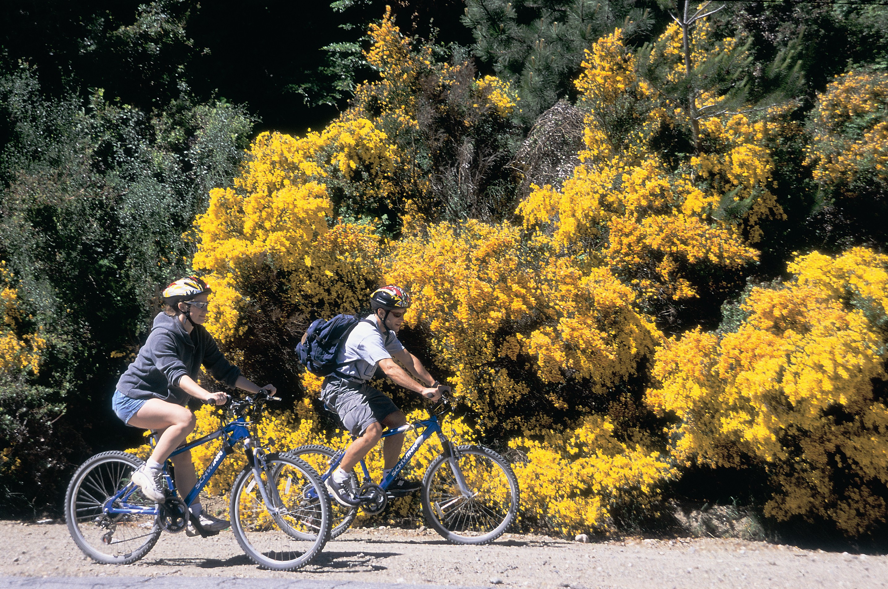 Ciclistas y retamas