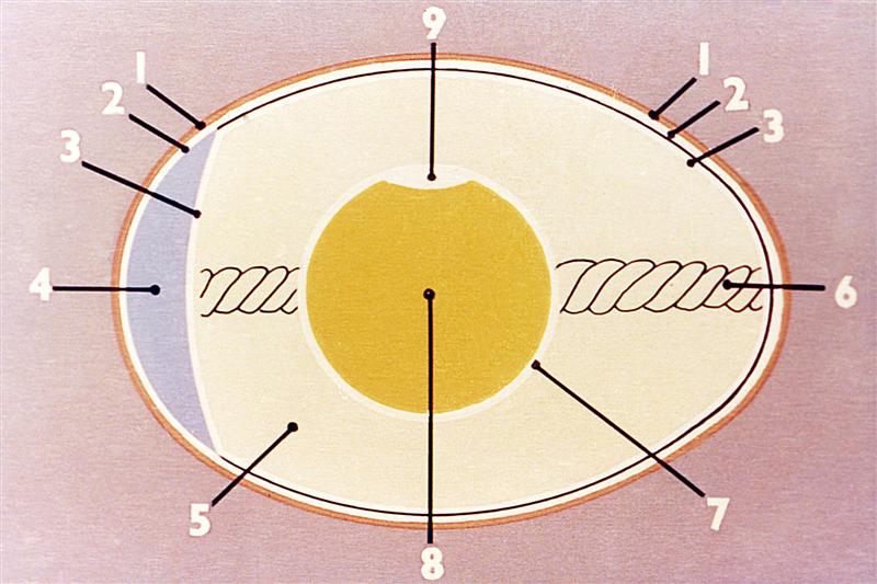 Esquema de un huevo de gallina