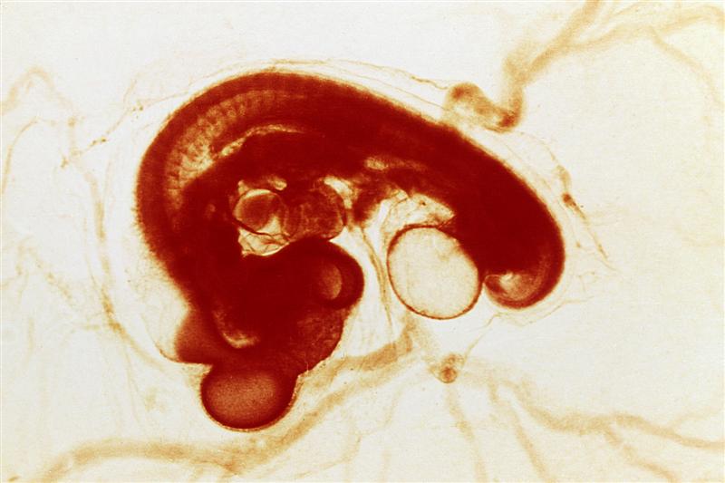 Embrión de tres días y medio