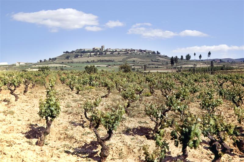 La viña en primavera