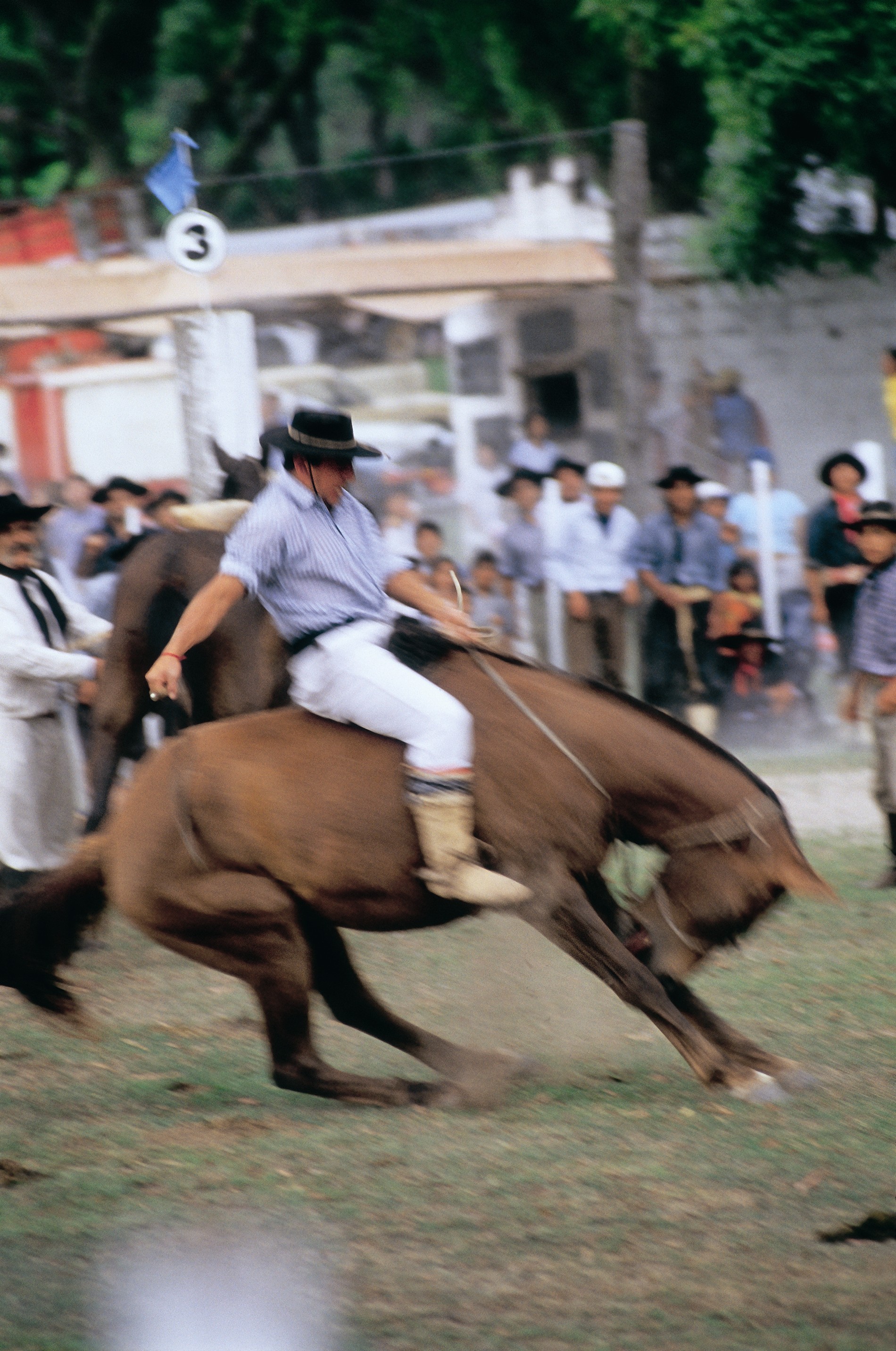 Doma de caballos