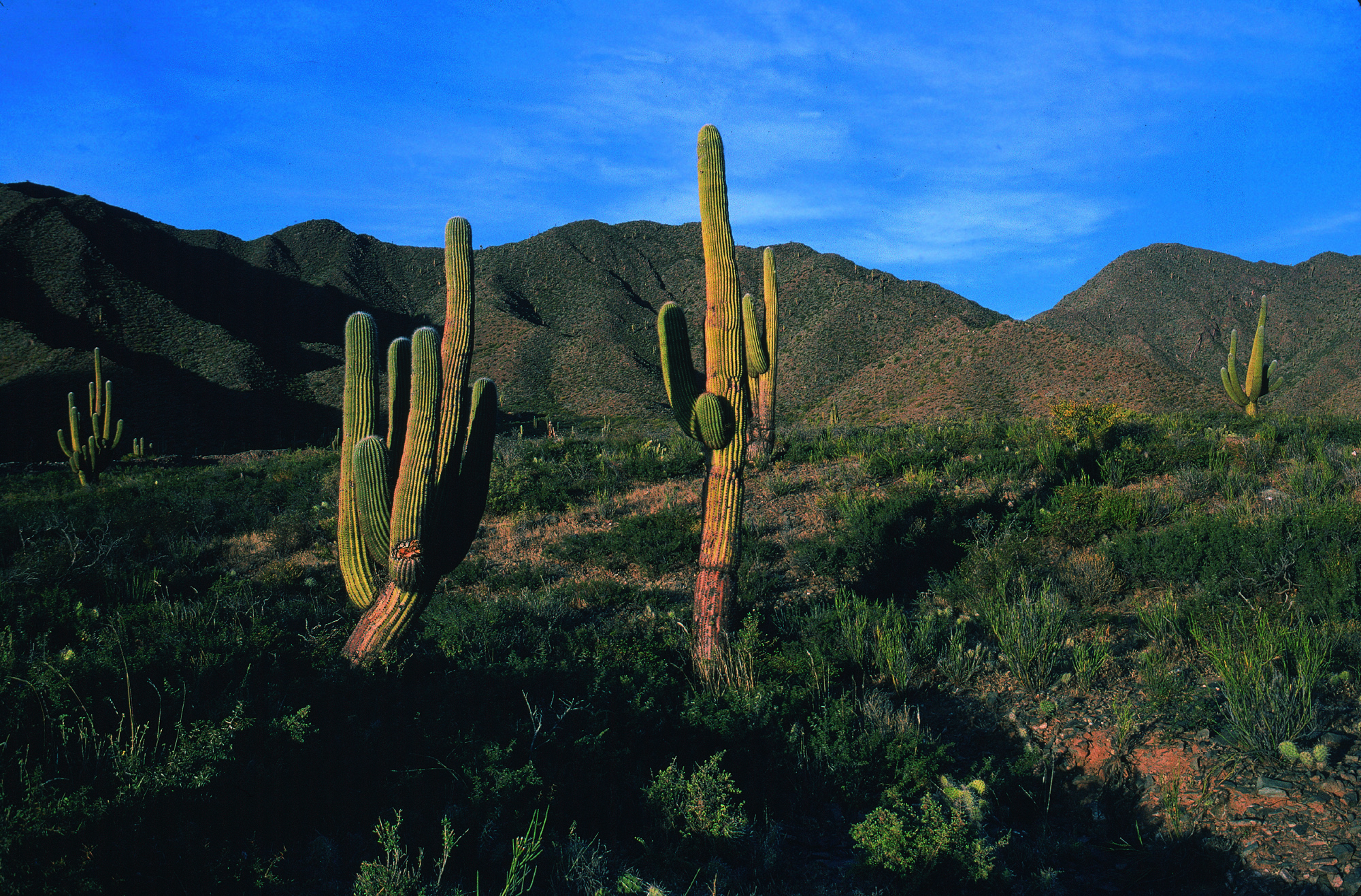 Parque nacional Los Cardones