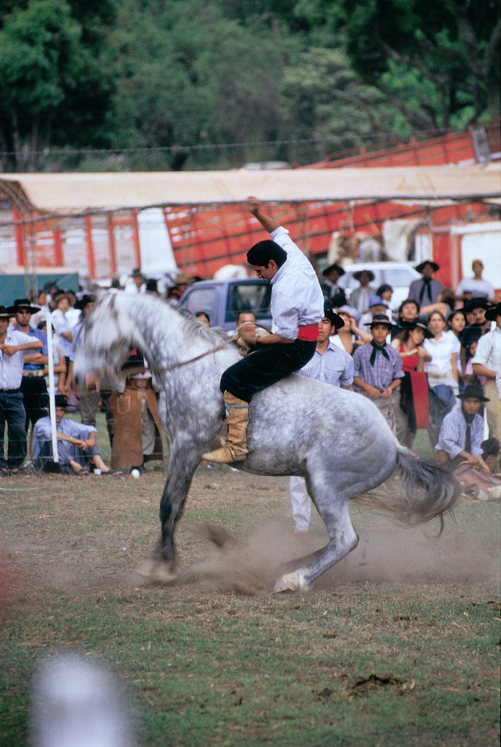 Doma de caballos