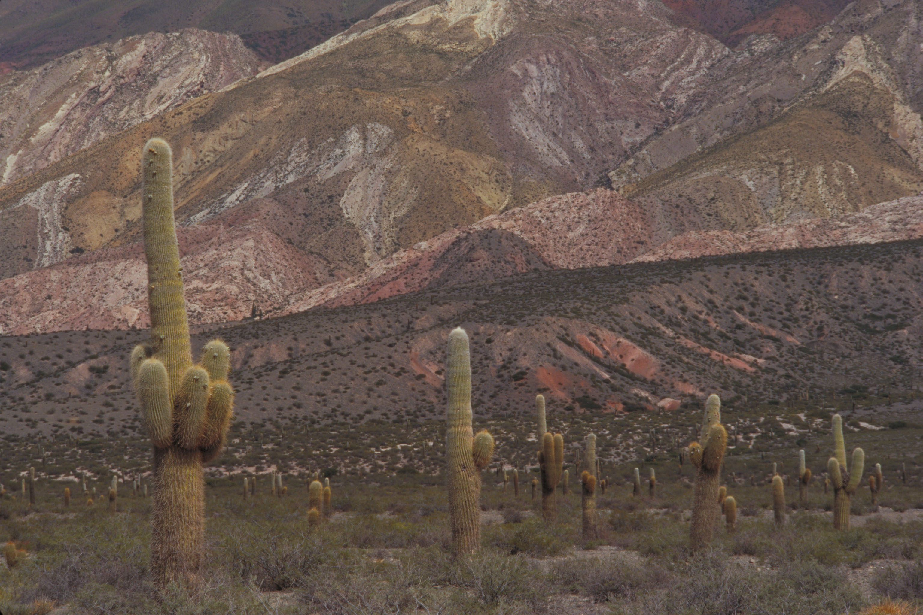 Parque nacional Los Cardones