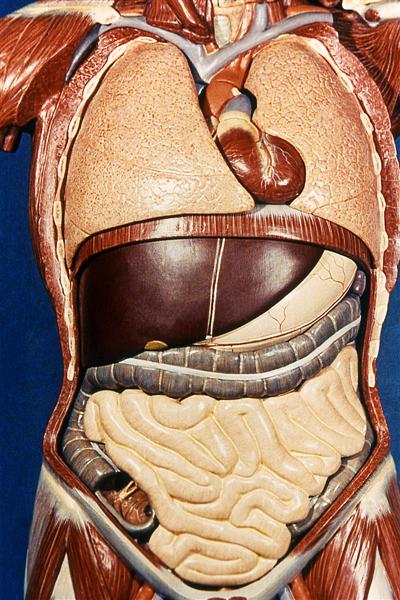 Situación del aparato digestivo