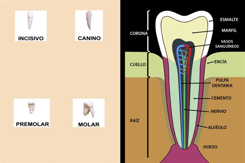 Los dientes
