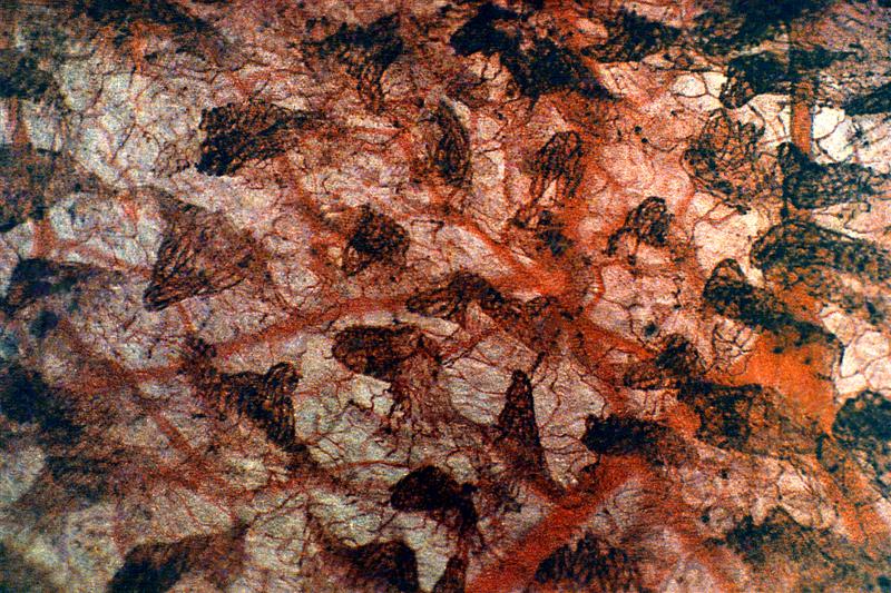 Mucosa del intestino delgado