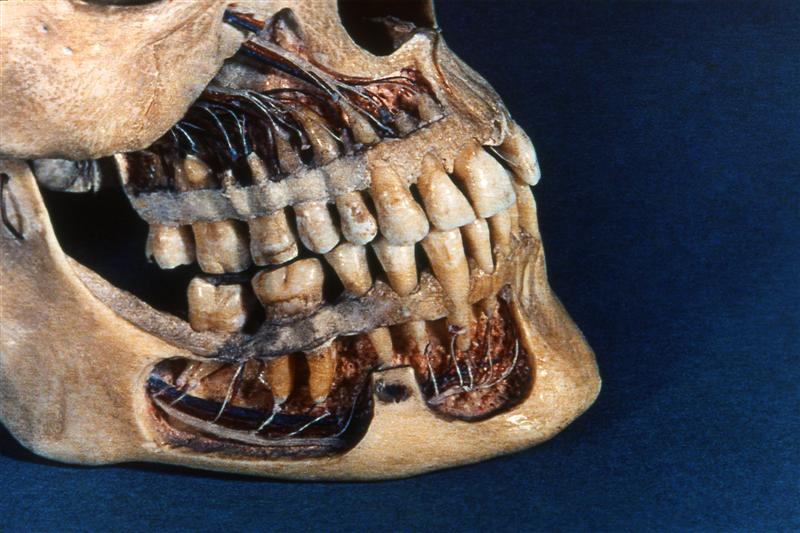 La dentición