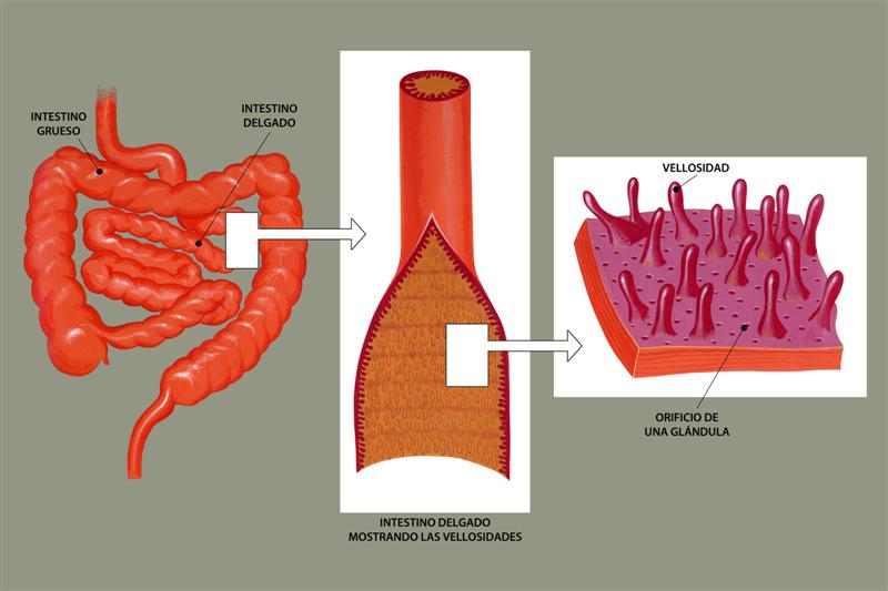 Intestino