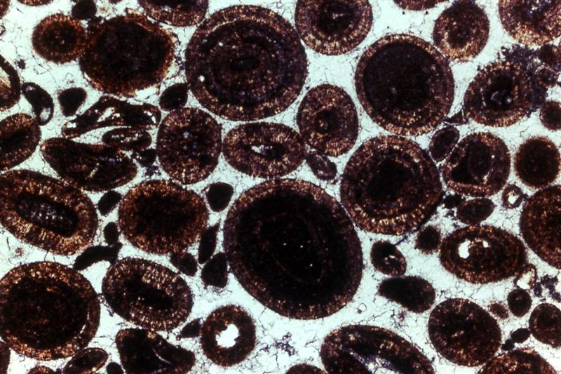 Arenisca oolitica